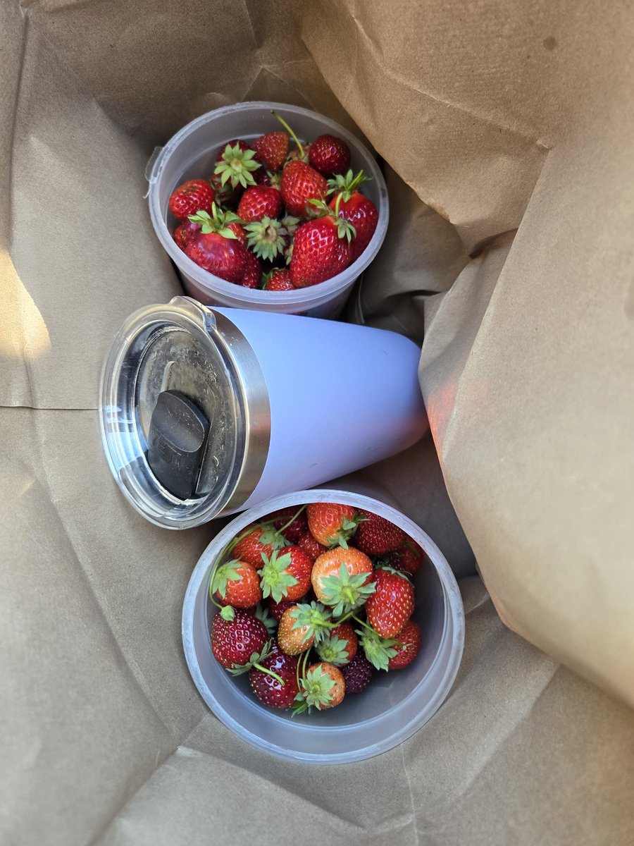 stitchesnspite's tweet photo. Strawberry haul!🍓🍓🍓 https://t.co/BPn1IpXa5F