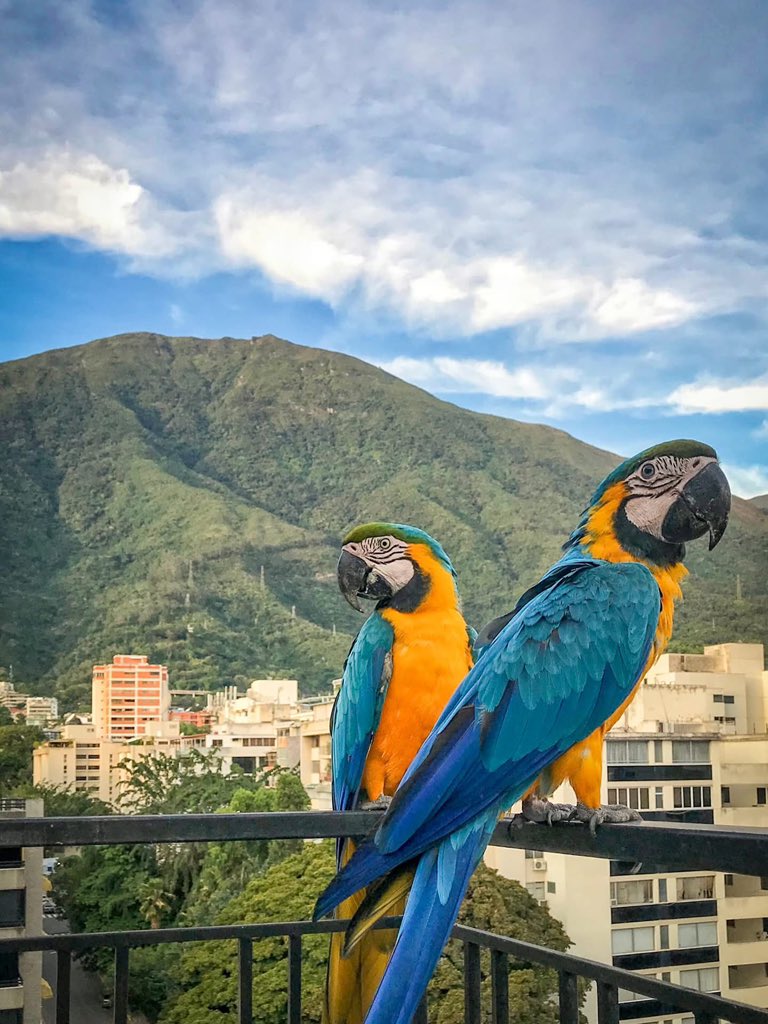 GonzalezJuber92's tweet photo. Majestuosidad..!! 
Las Guacamayas y el Ávila de Caracas
.
.
🇻🇪✨ #Caracas #venezuela #14jun2026 https://t.co/4wdpzKCuQM