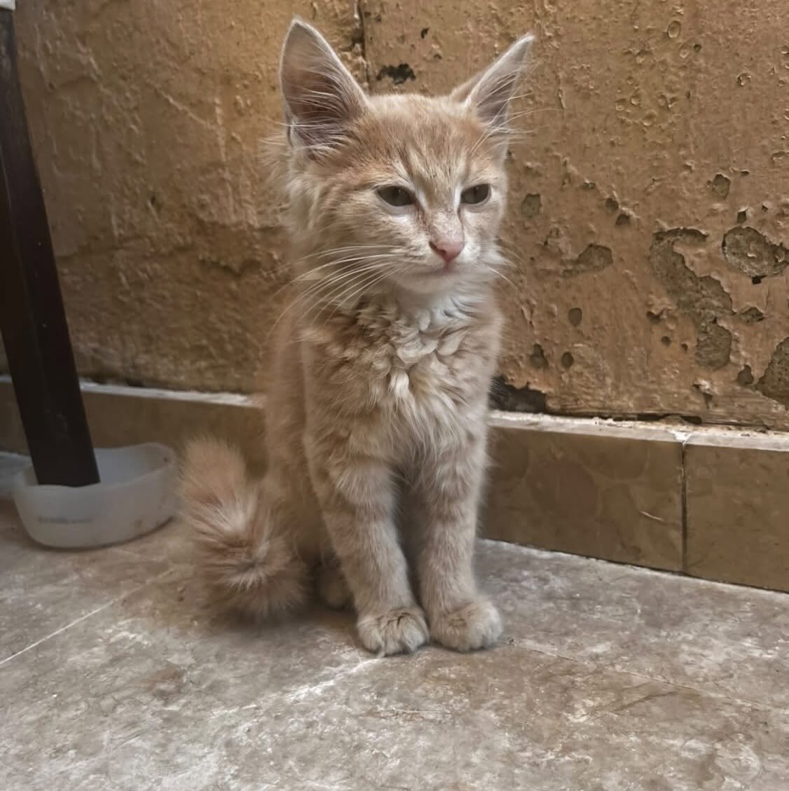 zllktlr's tweet photo. "çok işlek arabaların olduğu bir caddede tek başına kalmış küllü sarı bir rengi var sokakta rengi solmasın acil ömürlük yuva 
İstanbul/çekmeköy 0546 538 15 13 https://t.co/QUsiQCQYP7 https://t.co/SkTyoo6ObA
