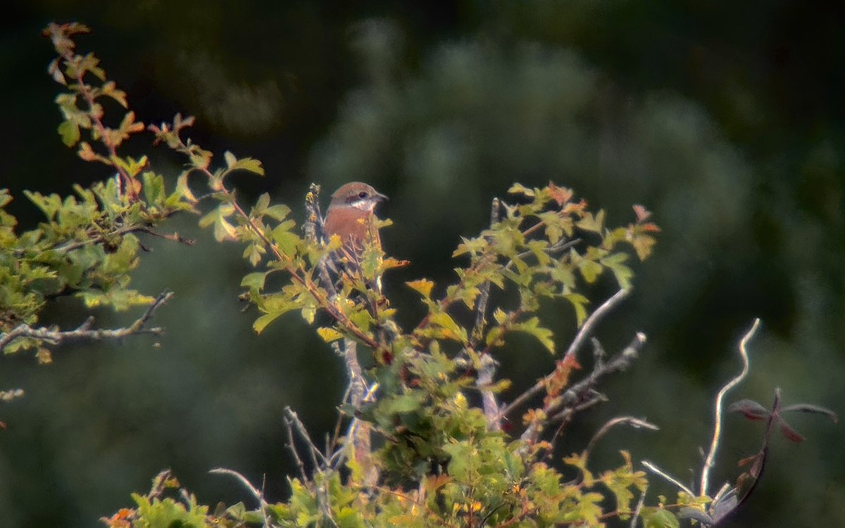 Jane__Ferguson's tweet photo. Female Red-backed Shrike on Dunwich Heath. Male Red-backed Shrike, Little Owl &amp; Broad-barred White on Westleton Heath. 14/06/2026 https://t.co/QJDcVpvP24