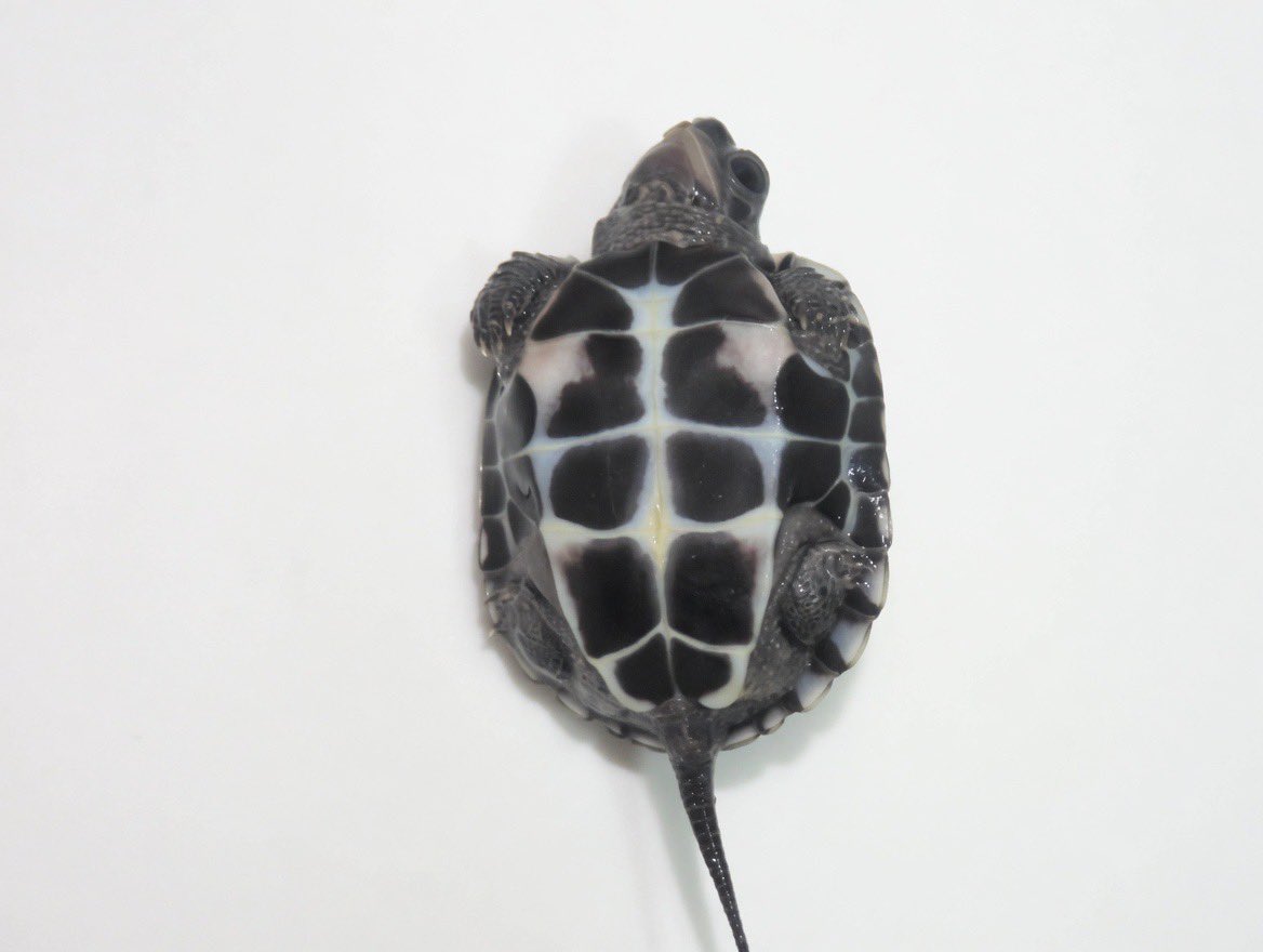 bugbug_bugs's tweet photo. クサガメ 
アザンティック

まだまだ流通量が少なく、見かける機会の少ないモルフです。

アザンティック��体でも美しいですが、T-アルビノとの組み合わせでスノーの作出も可能です。フルレッドアイを狙えます。

大特価　¥30,000

お問い合わせはメールまたはDMまでお願いいたします。 https://t.co/tmThvedwpM