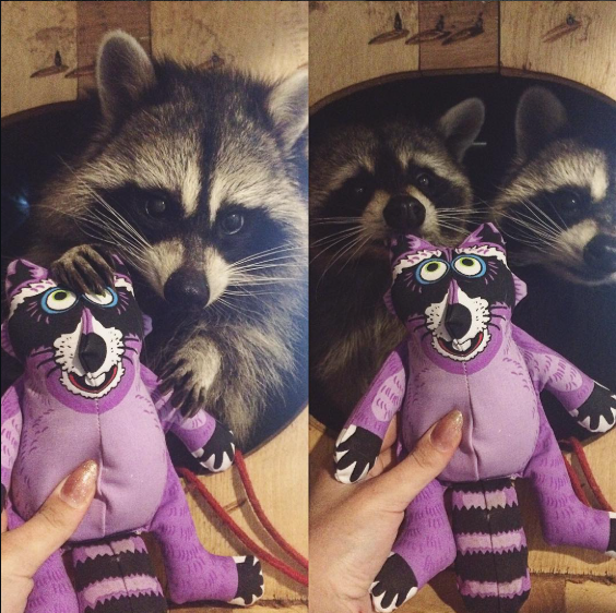 Raccoon_And_Me_'s tweet photo. Meet my mini-me! 👀🤣 https://t.co/fsjCMobgBs