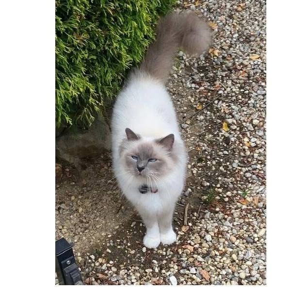 vigipets's tweet photo. 🟠 🐱 Chat perdu le 07/06/2026 à Thorigné-Fouillard (35235).
Race : Sacré de Birmanie / Âge : 7 an(s)
Basile / Mâle / Identifié(e) : Oui

☎️ 0685347315
📧  michel.letohic@gmail.com

#chatperdu #chattrouve #chat #perdu #trouve https://t.co/uK9dQ156GF