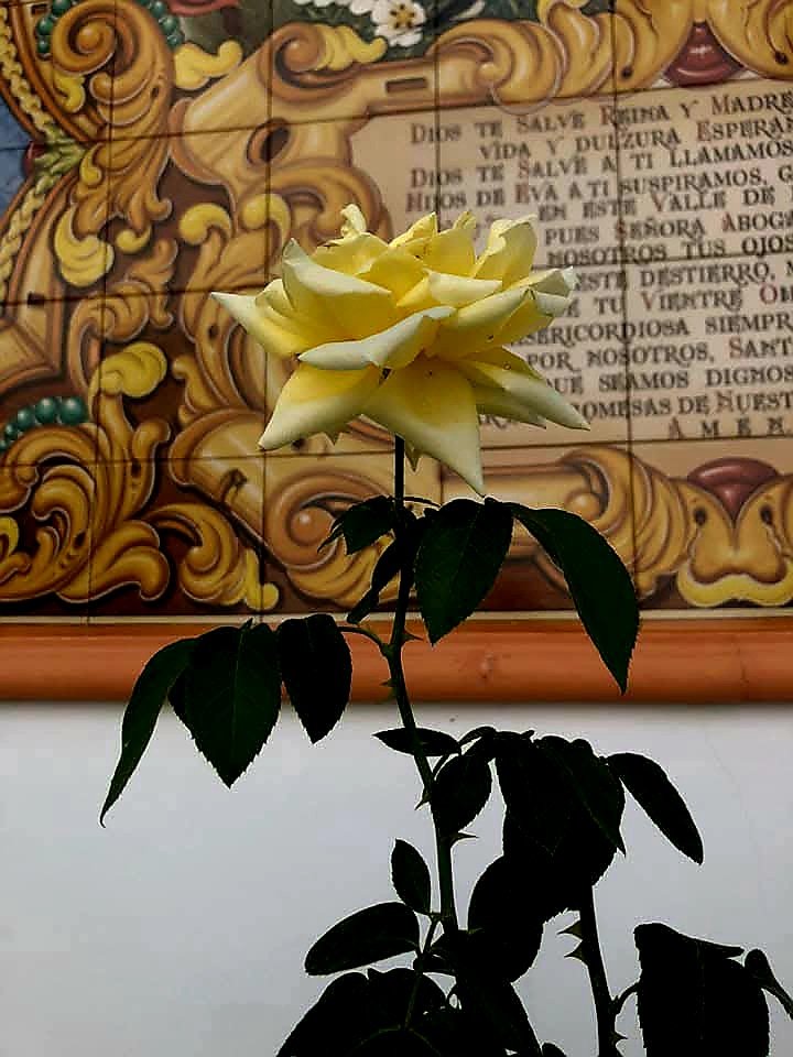 LuisaZinnia77's tweet photo. Una rosa...es una rosa..🎶 #Huelva #Almonte #Rosas #Flores
📸Luisi https://t.co/0eC2IikzOB