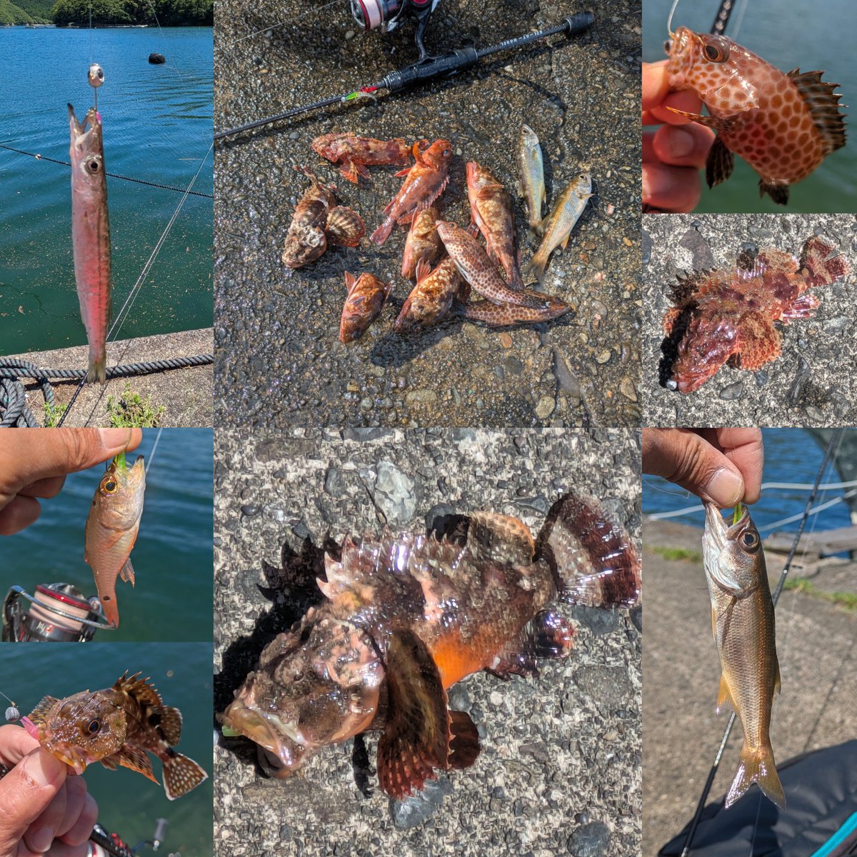 ikatamu's tweet photo. リグデザインのサンキーでライトソルトゲーム🎣
ジアイピンクでガシラ
レッドベイトでオオモンハタ、カマス
チャートヘッドでオニカサゴ、サツマカサゴ、ネンブツダイ、ムツ
五目釣りで7魚種ゲット😁

#リグデザイン #PR #LIGdesign 
#サンキー #3KEY #ゆるふわヘッド
#ハリクラフト https://t.co/lqk20AQmX3