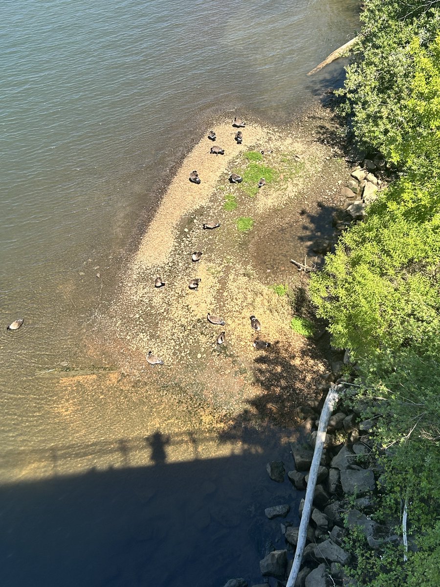 remdold's tweet photo. Enjoyed a pleasant day despite the heat, completing a 4.5+ mile walk along the Portland waterfront followed by lunch and a golf practice session at the driving range. All of this  in 93° weather, with forecasts indicating even hotter temperatures tomorrow.🤗💖😳🎊 https://t.co/B98dQdShHn