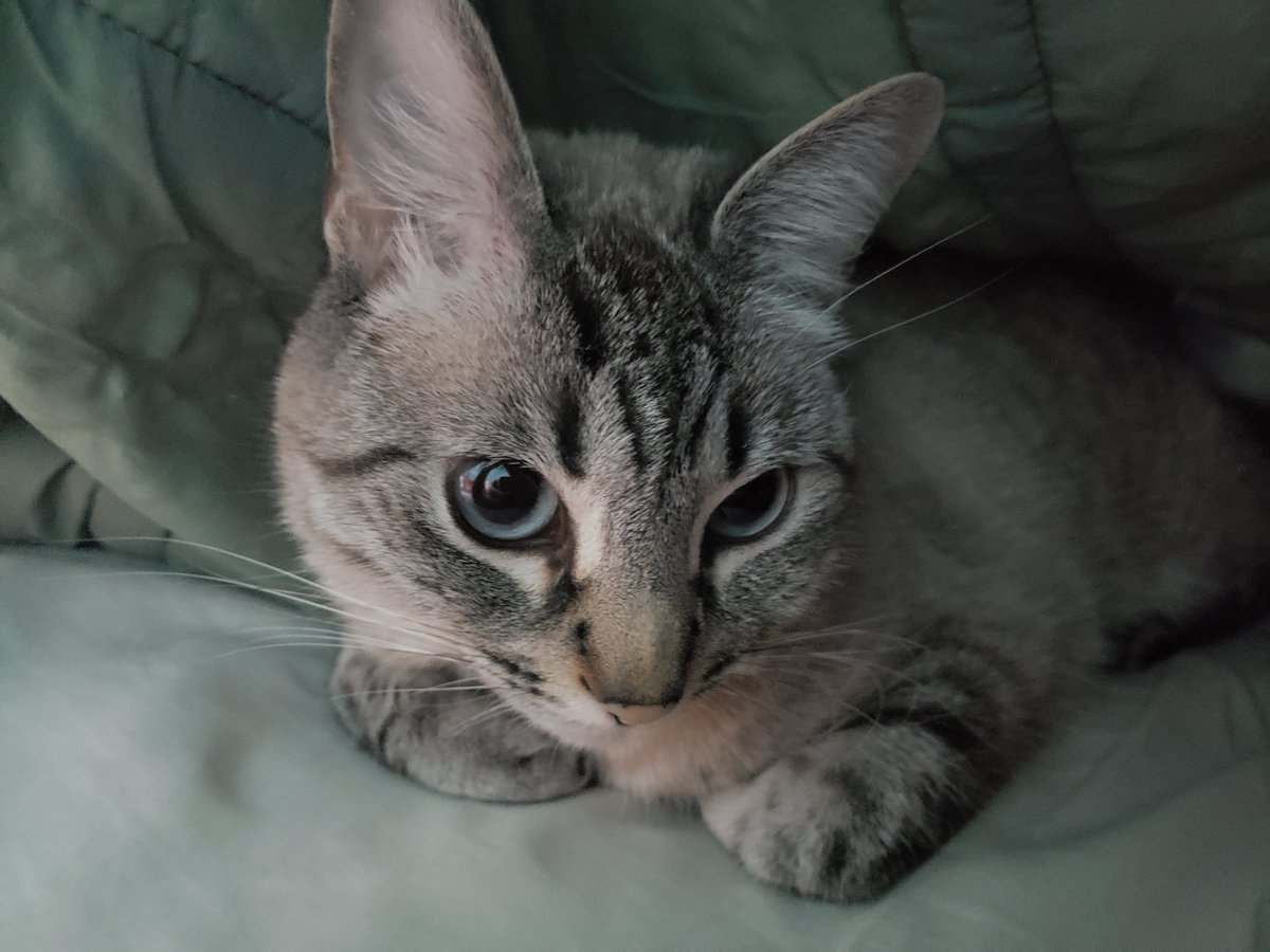 badnewtattoo's tweet photo. I don't post nearly enough pictures of my cat. I need to change that. #squingussunday https://t.co/6iBOTgYpAG