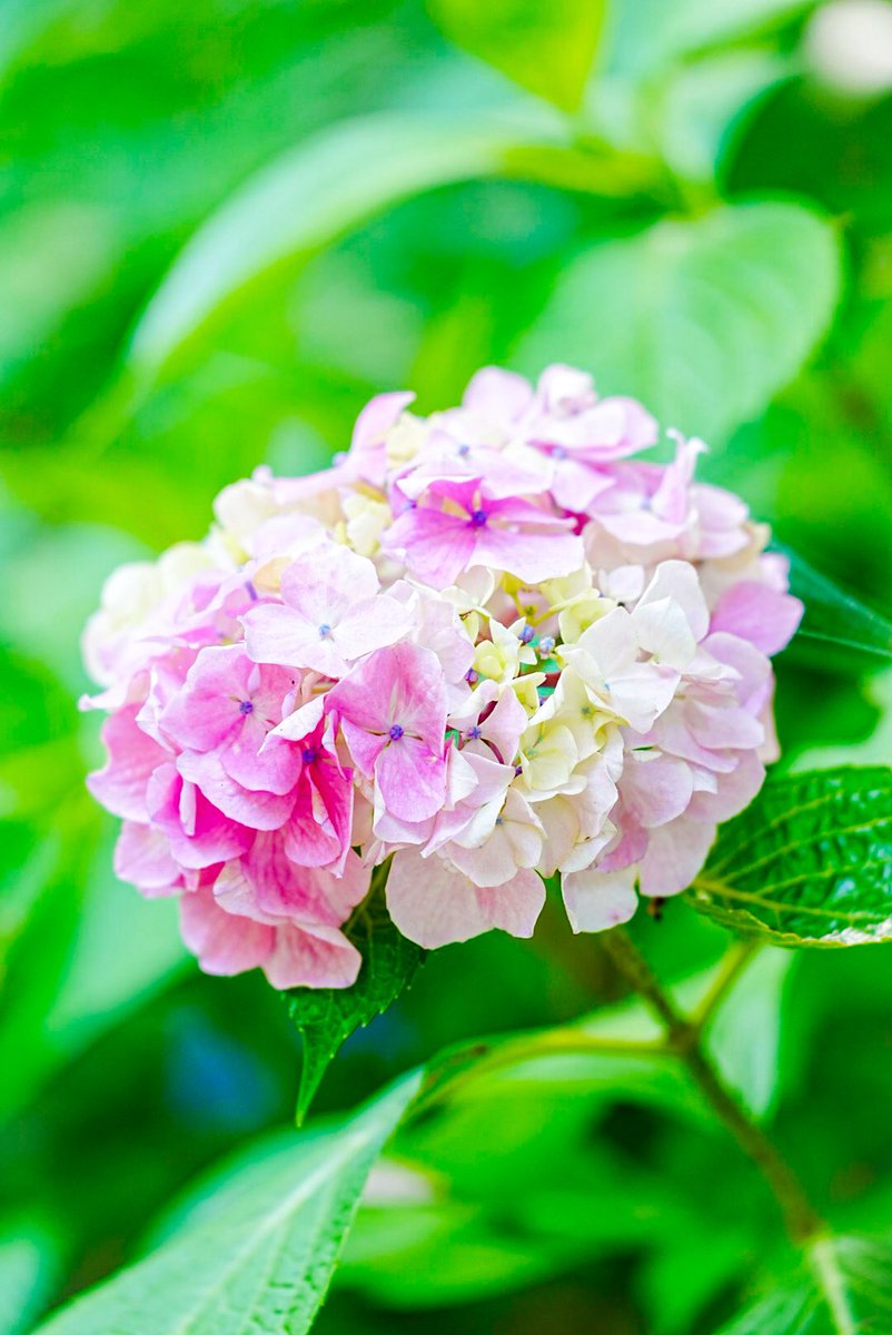 mitsu1805_'s tweet photo. 長居植物園のアジサイまた🌸
変わらず綺麗です✨
6/28まで開催中！
📸 α7Ⅳ + 70-200mm
#アジサイ #長居植物園 #みつさんぽ #紫陽花 https://t.co/sBxYayL0fa