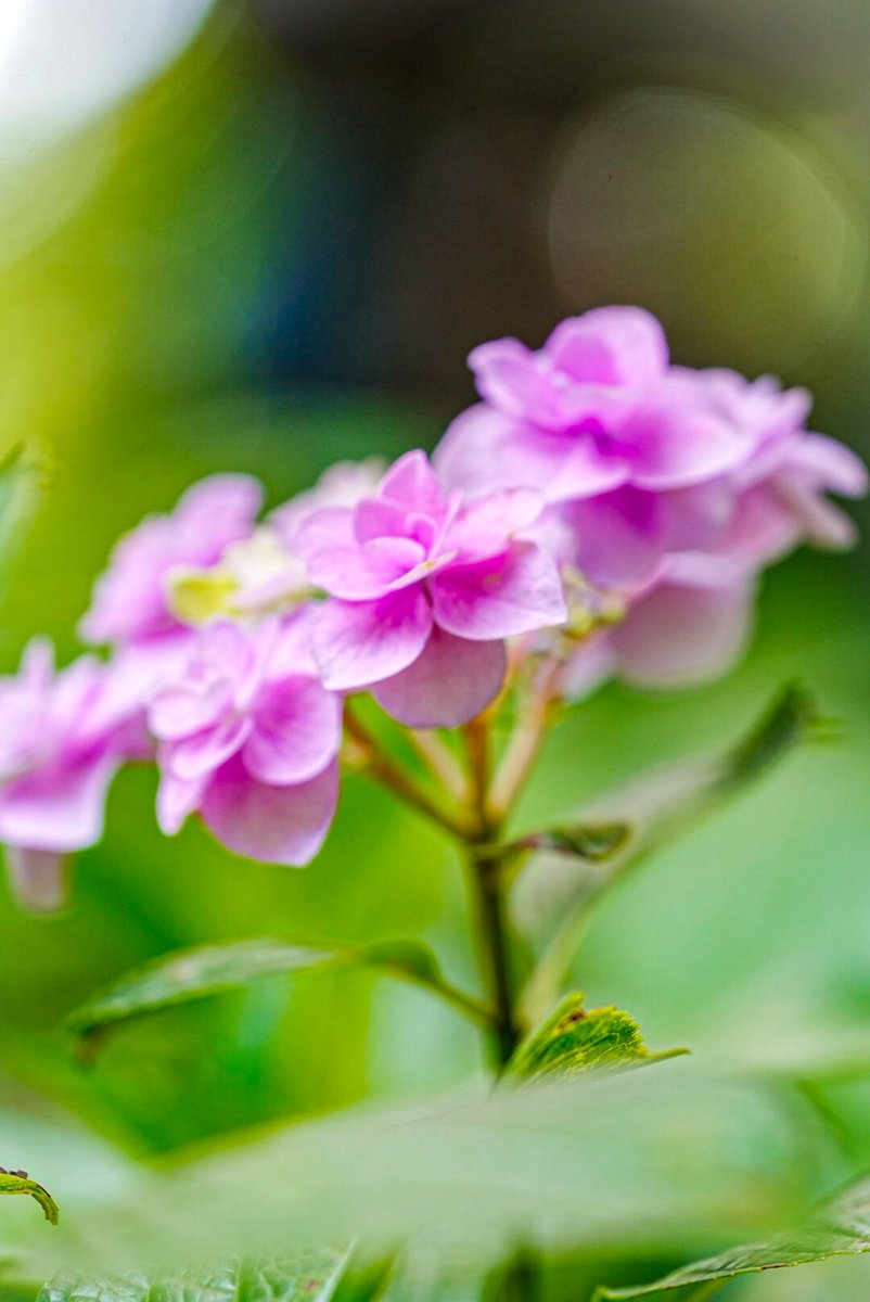 mitsu1805_'s tweet photo. 長居植物園のアジサイまた🌸
変わらず綺麗です✨
6/28まで開催中！
📸 α7Ⅳ + 70-200mm
#アジサイ #長居植物園 #みつさんぽ #紫陽花 https://t.co/sBxYayL0fa