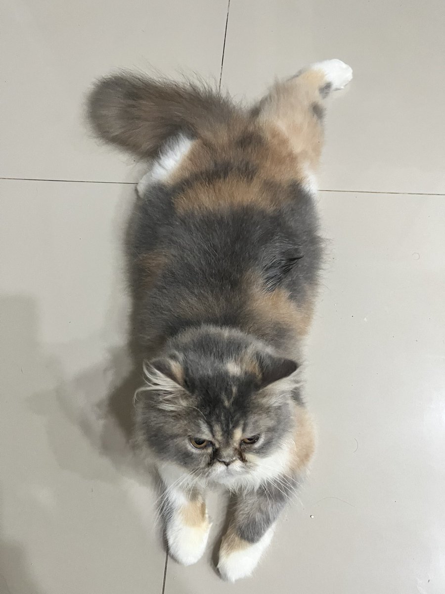 runavierre's tweet photo. Siapa mw titip tepok tepok pantatnya Runa? https://t.co/HKaGlpn2o7
