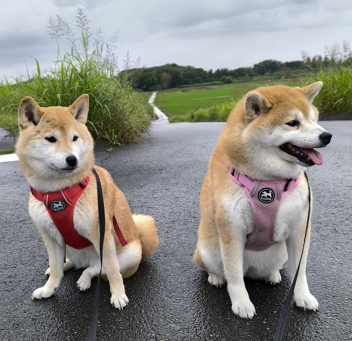 chibiko20190705's tweet photo. お早うございます😊
雲り☁時々雨☔
雨が止んでる間に土手コース😊
ちび子　ニコニコ😊
まる子　ニコニコ😊
#柴犬　#犬との生活　#犬のいる生活 https://t.co/UDFw5K8vth