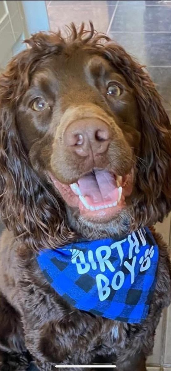 rosiedoc666's tweet photo. #StolenDogHour
TRAVIS Missing a year 16/4/25
#BedwasPitt CAERPHILLY, #CF53
“Today a year since you went missing. Not a day goes by where I’m not thinking of him/talking about him to whoever will listen.I’ve cried lots this morning as I go thru photos/video memories of my boy. https://t.co/aIG1uLFwvC