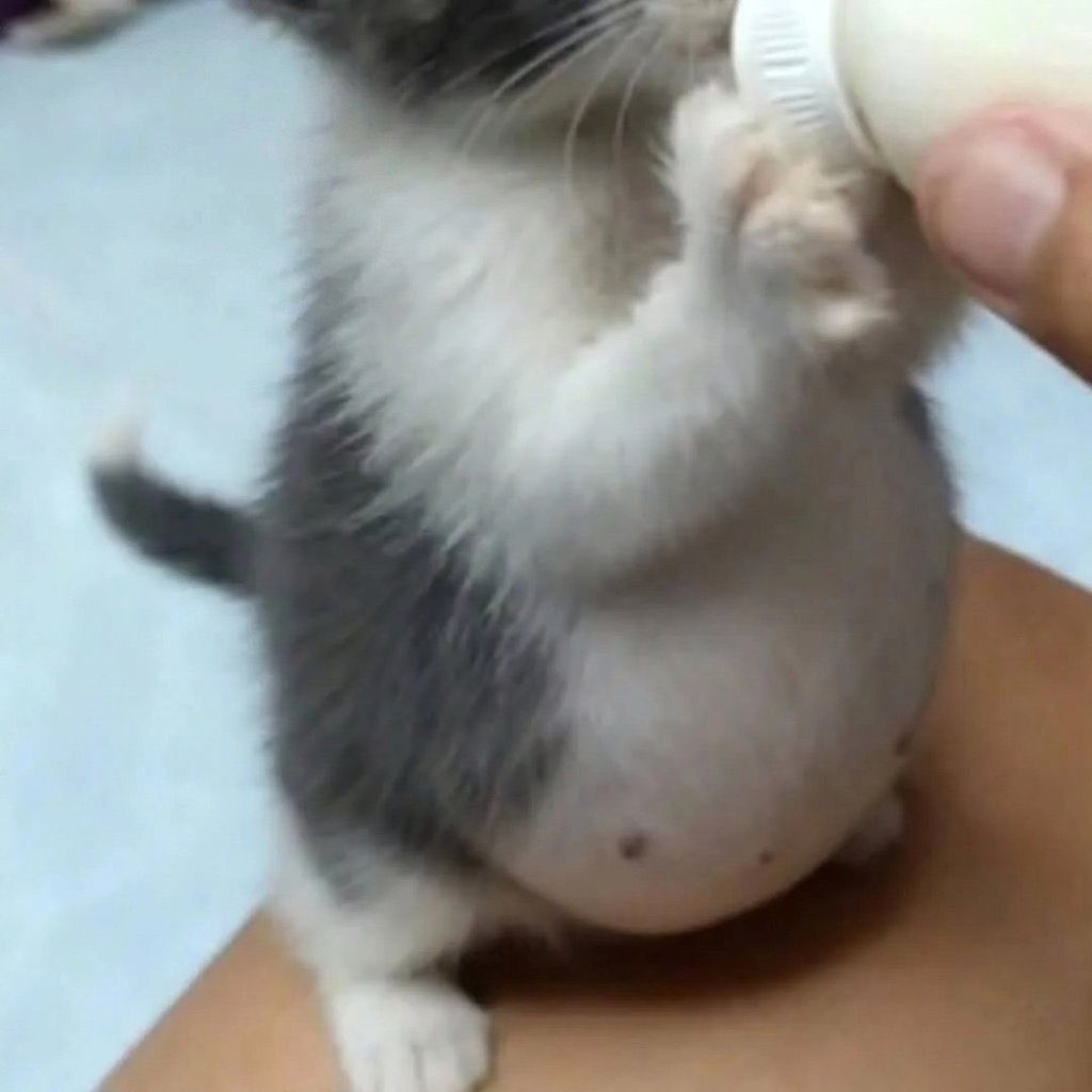 animalsbabyy's tweet photo. the little belly 🥹 https://t.co/c6sANjk7SA