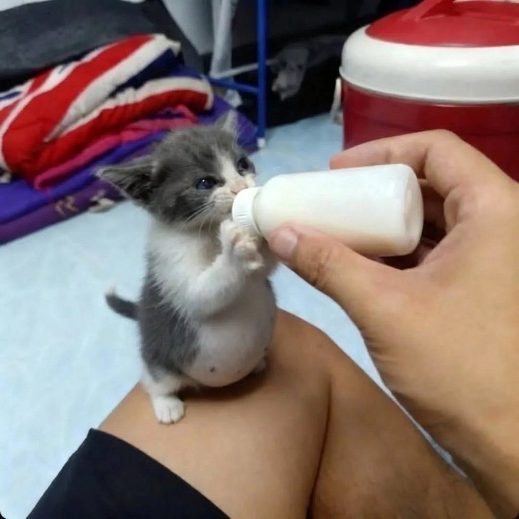 animalsbabyy's tweet photo. the little belly 🥹 https://t.co/c6sANjk7SA