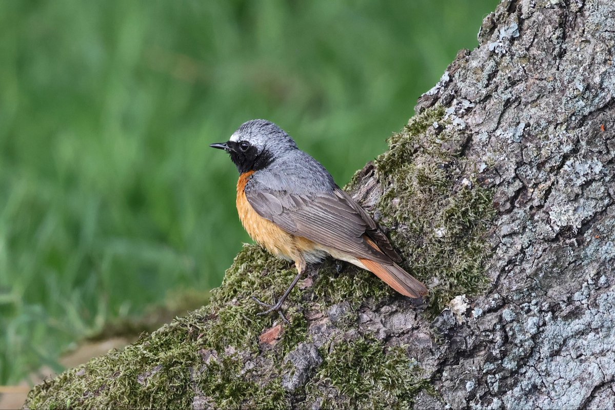 SteveHubbardNew's tweet photo. The Sleddale Redstarts. @teesbirds1 @nybirdnews #Birdwatching #NaturePhotography #birds https://t.co/tSCT3xqmMs