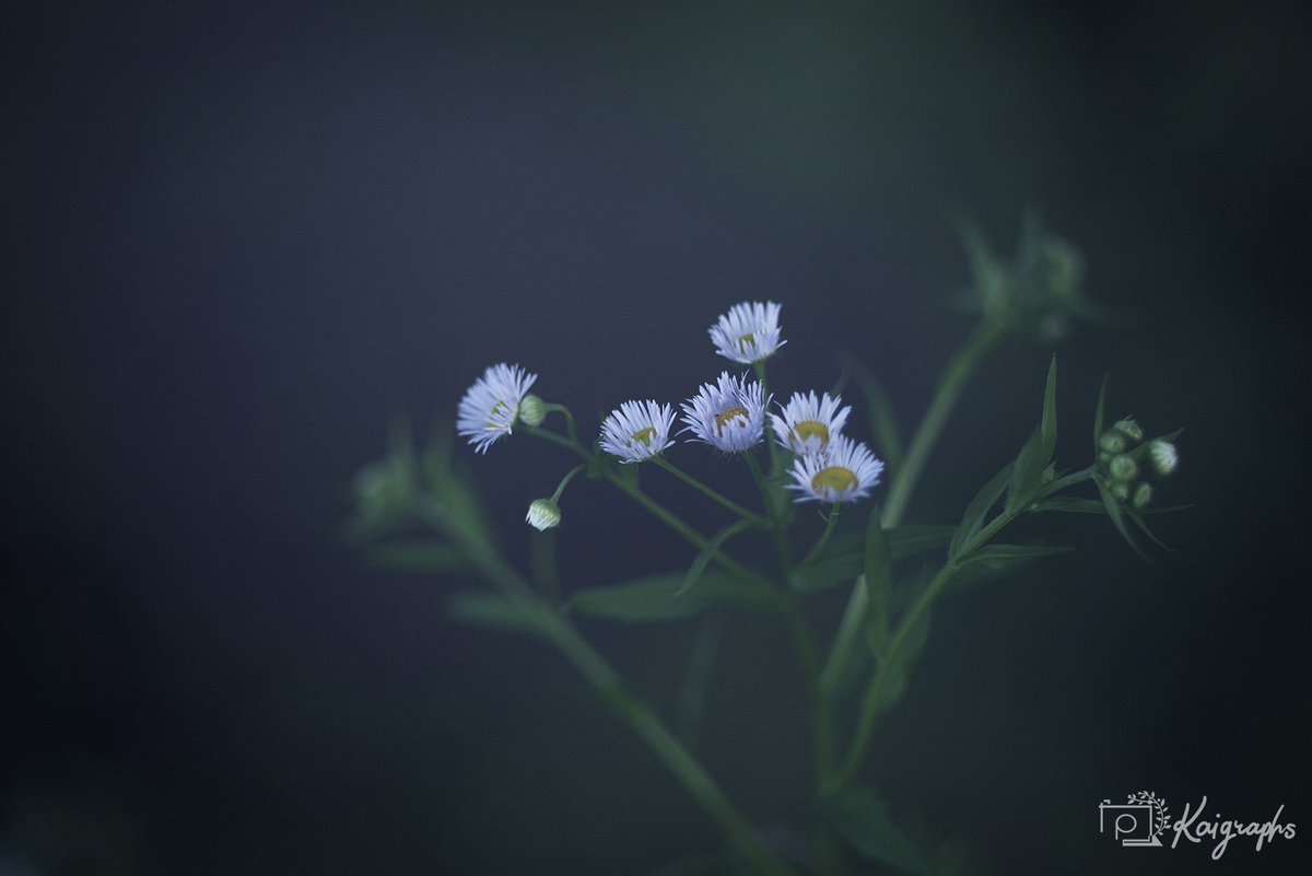 mobius100's tweet photo. 道端の花
#pentax #写真好きな人と繋がりたい #ファインダー越しの私の世界 #花 #阿木 https://t.co/9I02pA6ahb