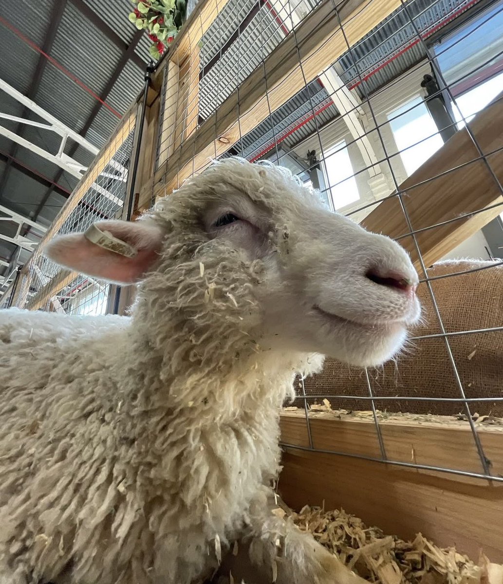 lambning's tweet photo. https://t.co/vpkNUG2rWf