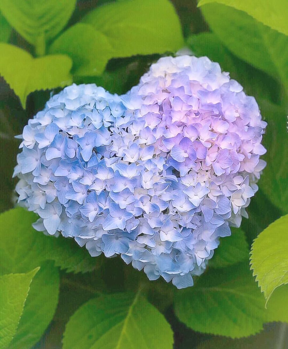 mamarin00's tweet photo. 皆さん おはりん ☘️🕊

始まりの 月曜日 🌧
小雨降り肌寒い関東
です ⁝( ૢ≖͈́ ｡ ≖͈̀ ૢ ꕤ)⁝*☂︎*̣̩⋆̩

皆さん暖かくして
お過ごし下さい ☕️💚

お休み中も有難う
御座いました ( ⑅ᴗ͈ ᴗ͈)♡

今日も良き1日を
୧⃛(◍>ᴗ<◍)୨⃛ﾌｧｲ♬꒡̈⃝

今週も宜しくお願い
致します ^ ̳ᴗ  ̫ ᴗ ̳^❤︎*°