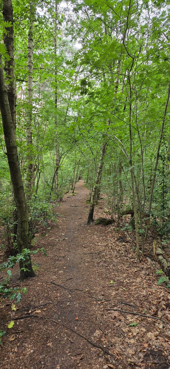 freddenhertog's tweet photo. Op pad voor Kort en Prachtig Limitische Heide. Binnenkort op @wandelzoek https://t.co/T1J4xLjszn