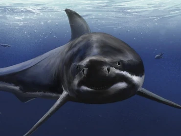 PaleontologieFr's tweet photo. 7 mètres de long, des dents de 9 cm : le #fossile (9 Ma) quasi complet de l’ancêtre du grand #requin blanc 🦈 découvert au Pérou 🇵🇪.
#Miocène #Selachii #Cosmopolitodus
https://t.co/cQrNFVLeIk https://t.co/jnMXmKJGAu