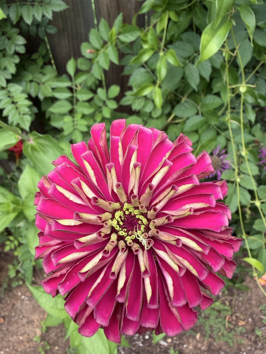 Mermaiden22's tweet photo. This #zinnia is super amazing 🩷 
If you have a moment, zoom in 
#Glimmers https://t.co/64GnvMSrTb