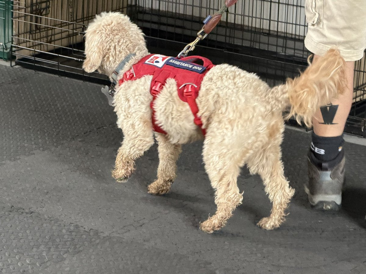 Chappers2013's tweet photo. Saturday was a great training session for @ServiceDogsUK 

Accredited dogs Tonks &amp; Lulu showing our newest dog teams how it’s done 🥰🐾🐾 https://t.co/gZDNSaXgzO