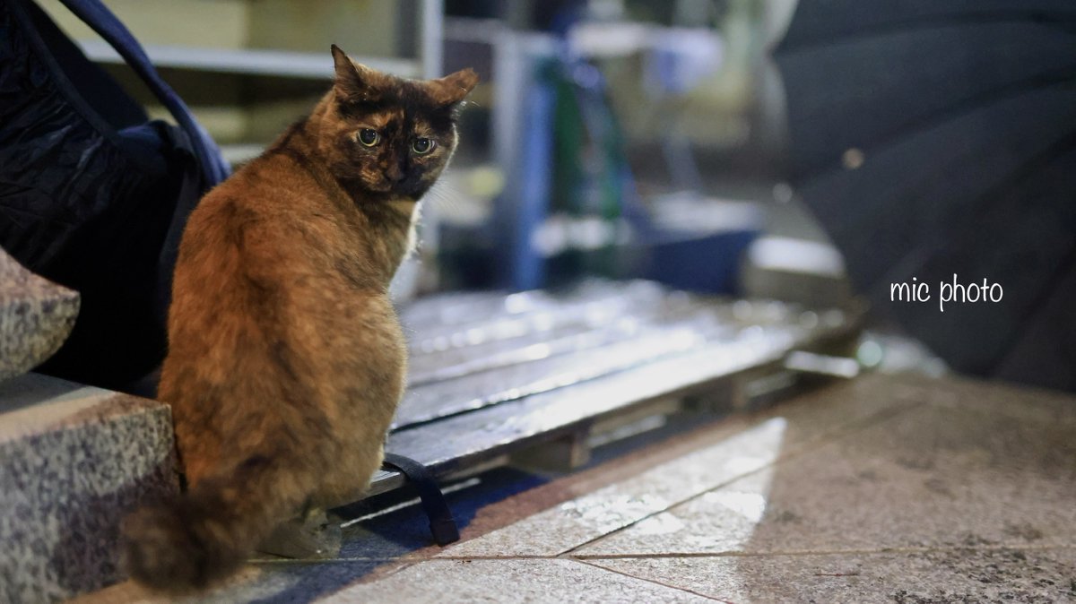 mic19951010's tweet photo. 今日のにゃんこ達🐈 2026/6/15
#photography
#ファインダー越しの私の世界
#キリトリセカイ https://t.co/Sfl3aG1LRh