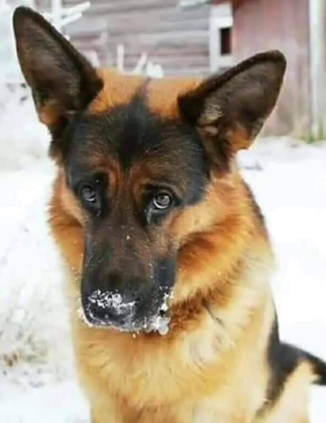 BestinDogs's tweet photo. I probably won't even get 1 like?🥹 https://t.co/QTZ5Vw3OuM