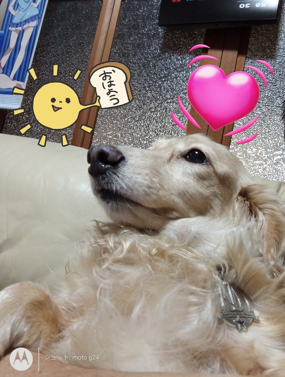 ミニチュアダックス