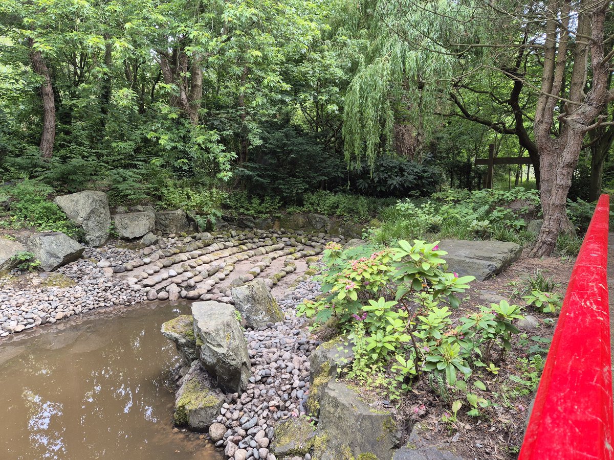 FestivalGardns's tweet photo. Fantastic work in the Japanese Garden this morning! It’s incredible to think that all the decorative stones were hidden beneath a foot of mud.

The difference is remarkable. We’re nearly there now—just a few final touches to finish it off. Brilliant effort from everyone involved. https://t.co/cnxGeL6YPK