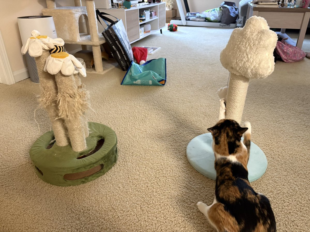 xintype's tweet photo. new scratching post for ms ginger root after she completely demolished her old one. violence reigns. https://t.co/RmKFh234n0