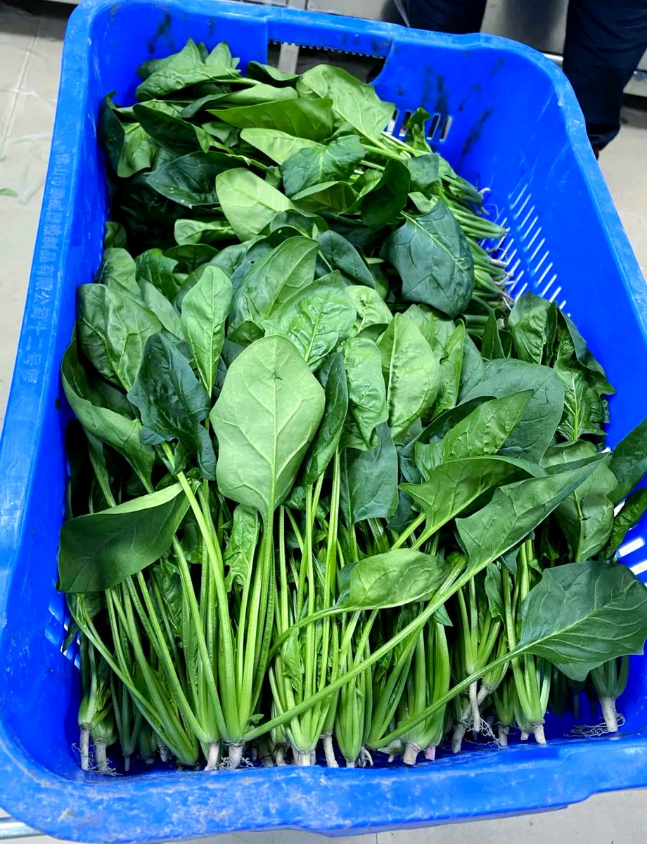 Edwardjacc's tweet photo. Just tried the new organic baby spinach from the local farm—crisp, earthy, packed with sweetness, and perfect for a quick salad or stir-fry. A total game-changer for weeknight meals! https://t.co/J4j1nZ8KBY