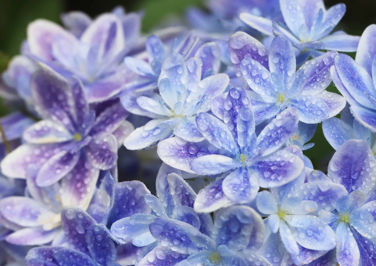 hiroshisj's tweet photo. 教会の軒先に飾られた、ちょっと珍しい紫陽花「万華鏡」。涼しげな、ブルーのグラデーションに魅了されます😇 https://t.co/7eFa0sPECI