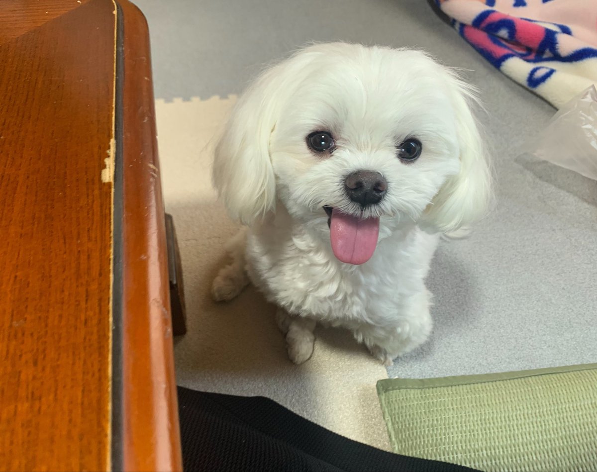 namugi12's tweet photo. おやつ待ち。かわいい。

#マルチーズ https://t.co/3aEV2DG0fQ
