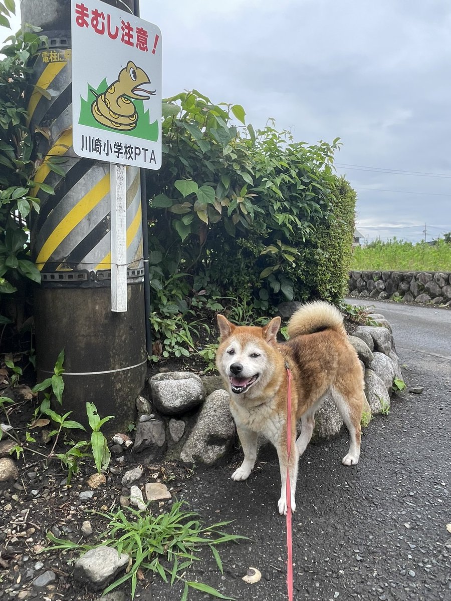 vtwoen's tweet photo. まむし注意！ https://t.co/bjVKiZOrBm