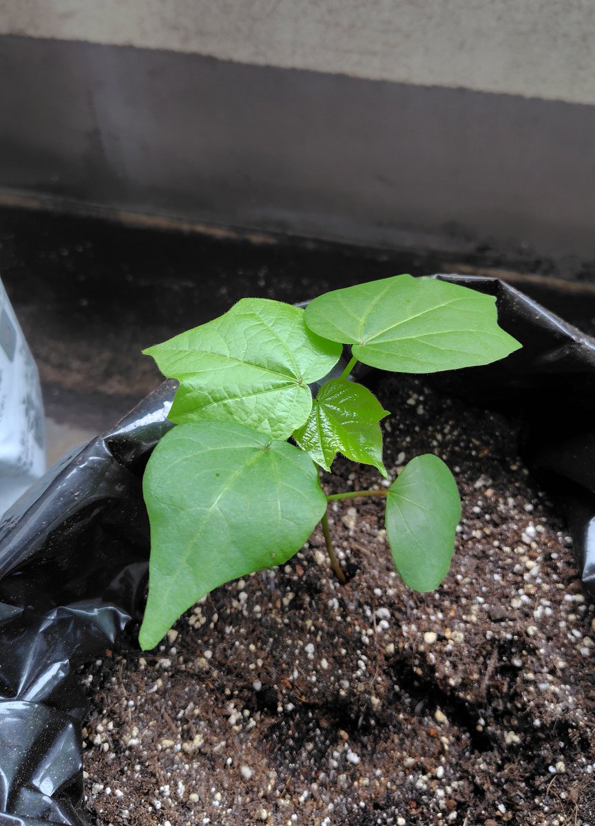 erde46's tweet photo. おはようコットン🌱
大阪行ってる間に
めっちゃ育ってる👀！
#シッキンコットン
#シッキンコットン7
#stkgz https://t.co/9ANai1Gfdk