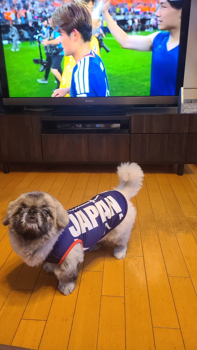 abcyako's tweet photo. ギズモも朝早くから応援📣✊
お疲れ様☺️休みやし2度寝したいとこやけど、興奮で寝れそうにない🤣 https://t.co/OcaAY43UPN