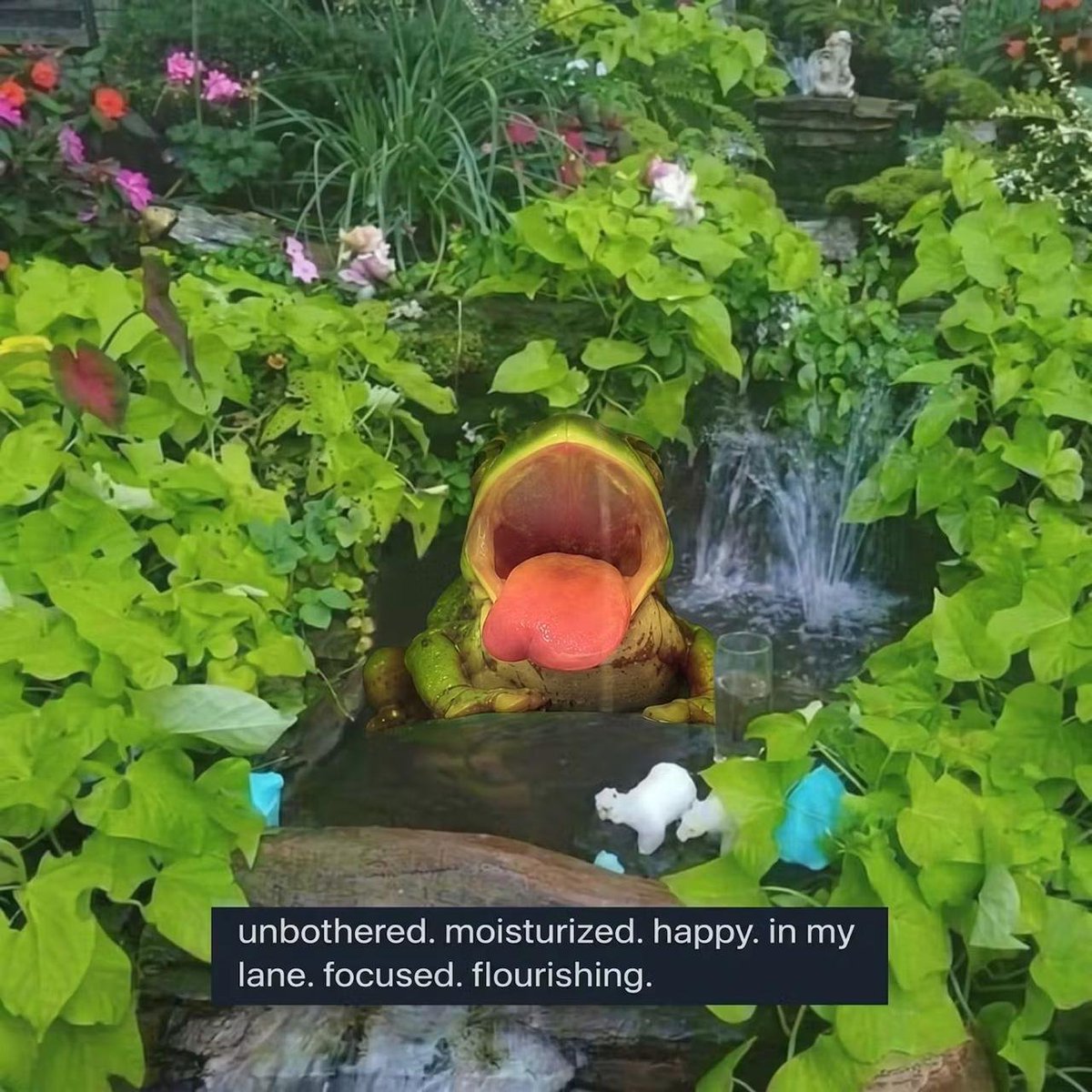 Gus Coconut Frog tweet media
