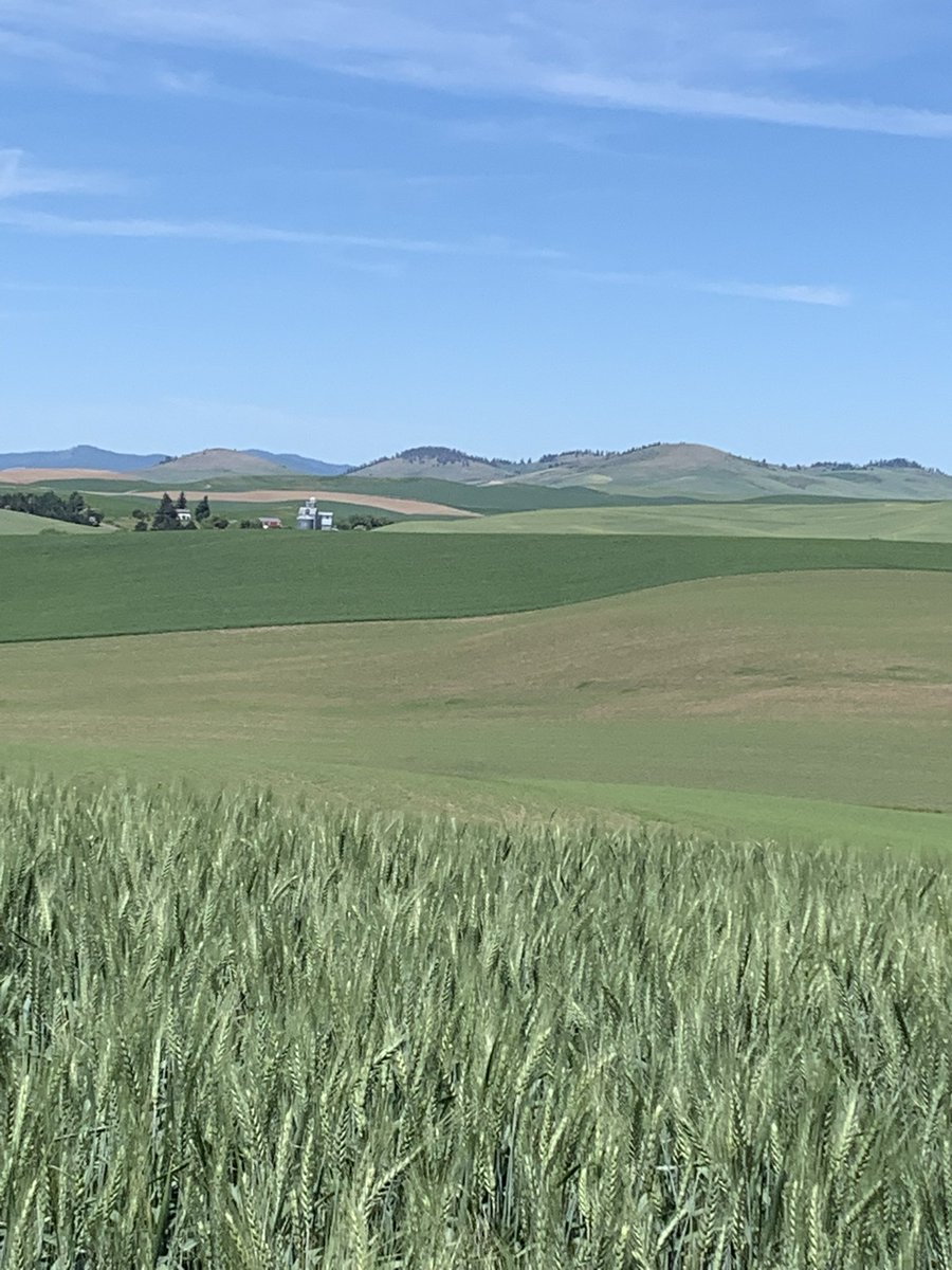 matthewhaugen's tweet photo. Sunday on the #Palouse 🌾 #WAWX https://t.co/y7WWjU28aD