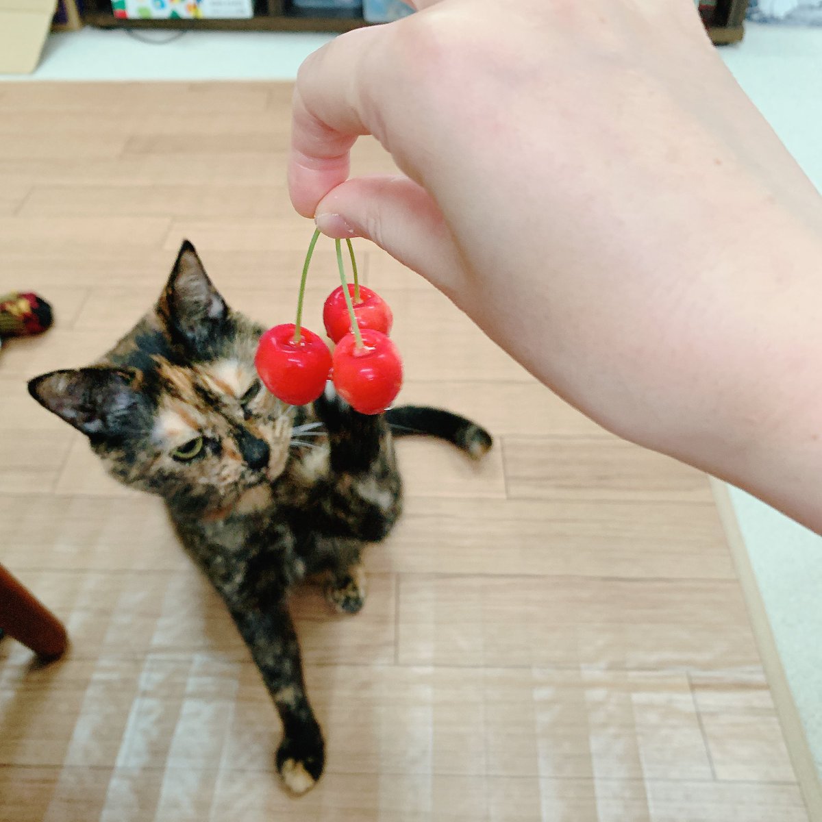 asarichan0420's tweet photo. こんなん猫パンチだオラァ https://t.co/mQdyqYi529