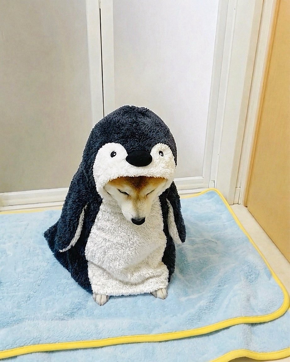 momonosekaiii's tweet photo. 濡れた…、なでなでおねがいします https://t.co/tuEagpWnDD