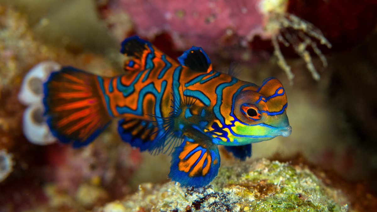 Flashy Fish Did you know fish could be this flashy?ππ These colorful creatures ...