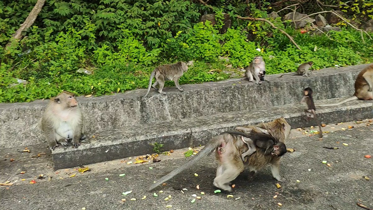 seeworldtrip's tweet photo. Baby monkeys riding on their mother-such a cute family moment #monkey https://t.co/ZC2JRLkMtf