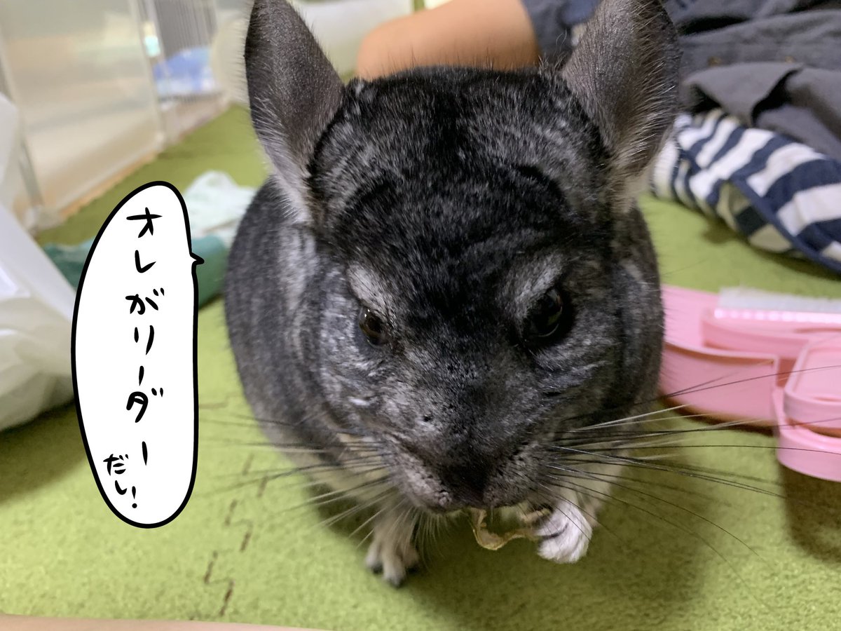 hinadropsppp's tweet photo. 我が家の大黒柱(ばチラ)

 #チンチラ #漫画が読めるハッシュタグ https://t.co/uKFX2XvjJf