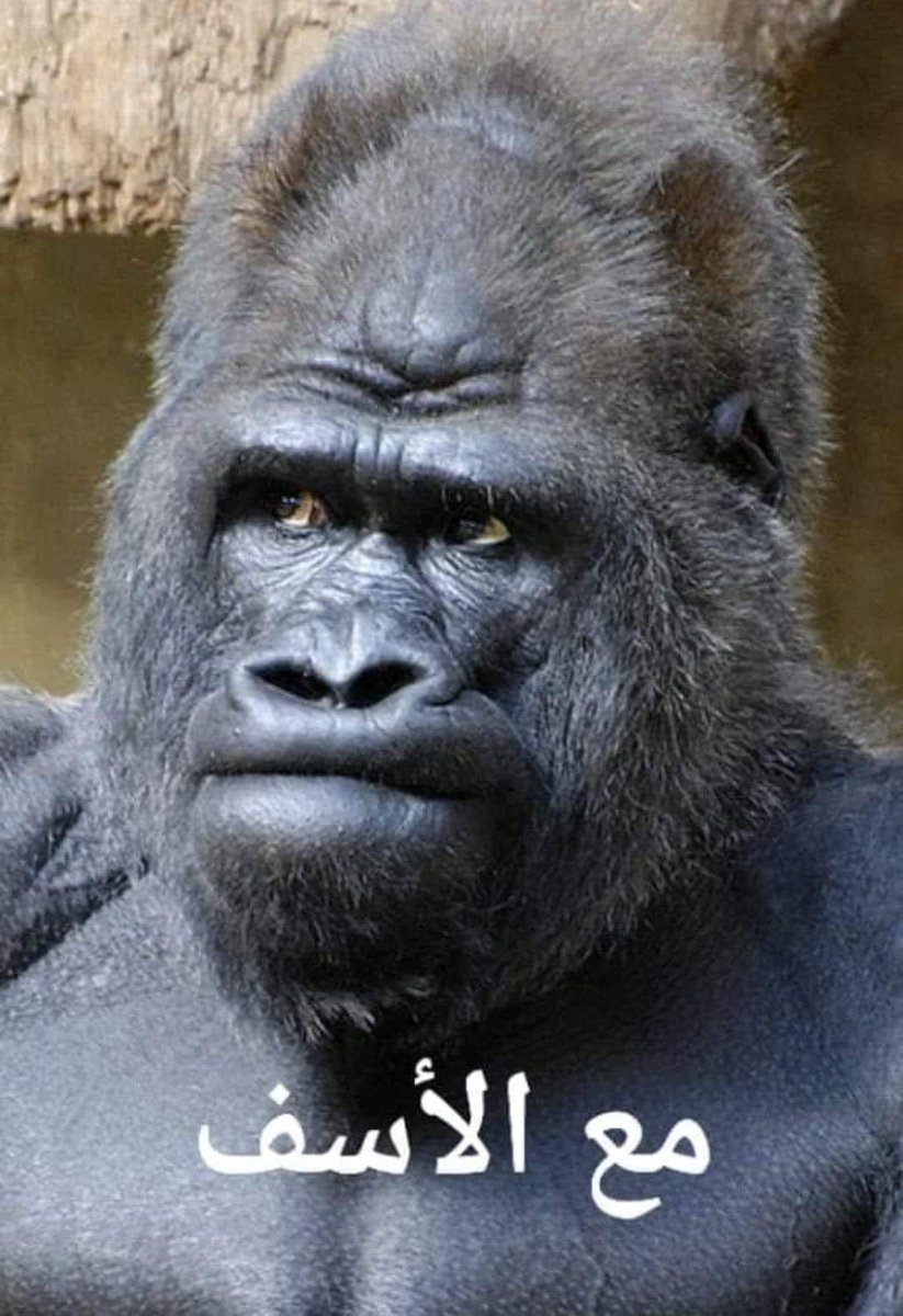 شريف مقلد tweet media