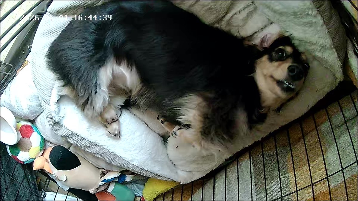 MM21657098's tweet photo. 我が家のダックスです。 https://t.co/W0N02oYrQB