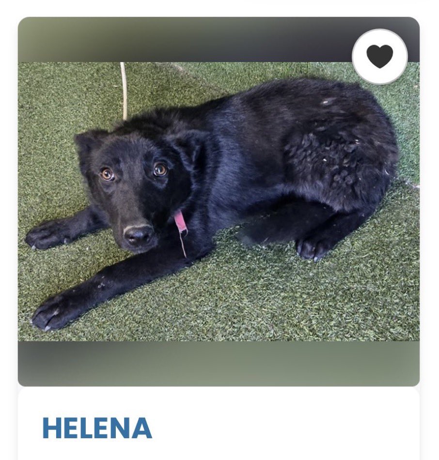 SabaMekaZeus's tweet photo. 🆘 CRITICAL in #California 🐕

HELENA is a Beautiful 5 mth old Black #GermanShepherd Puppy in Urgent need of a Real HERO to save Her from Lancaster ACC, LA County, California 

Sadly in her short life she and her siblings have been Adopted and Returned twice. 💔

We thought they had found a Hero when they were Adopted again 2 months ago BUT they have all been returned 💔 Following their Return Assessments they have now all been approved for Adoption again 🤞🏼

She needs a serious committed Breed Aware FOSTER or ADOPTER to save her young life 🐾

To ADOPT: 
>Go to Lancaster ACC
>Ask for ID: #A5768902
>ADOPT HELENA🐕
>Drive off into the sunset 🌅 

If you can FOSTER:
>Reply below listing your area to be connected to a RESCUE

For Out-Of-State ADOPTION: 
>Reply listing State to be connected to a RESCUE

To PLEDGE to fund RESCUE: 
>Please state amount you are comfortable with below

Thank you so much 🙏
#AdoptDontShop 
#FosteringSavesLives

https://t.co/NuJPjK2Bob