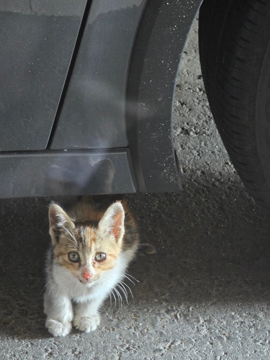 Do84bashi84's tweet photo. #里親様募集 #保護猫 #子猫

生後1ヶ月くらいの子猫を保護しております。現在里親募集中です。佐賀県で保護、車庫に住み着いてボンネットに侵入していたので保護しました。

ワクチン接種完了、お腹の調子を整えるお薬を飲ませております。

先住猫との相性もダメなので本当に困ってます。 https://t.co/gudq5pMgGe