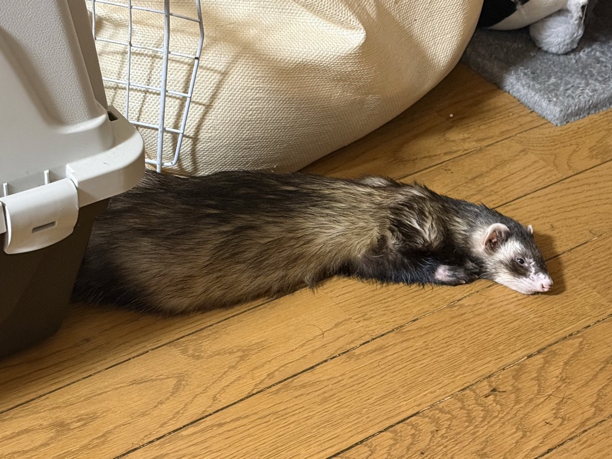 rintarou0806's tweet photo. 虎太郎さん後ろ足の肉球の間にイボ？が出来てて先生も見た事ないらしく、とりあえず無事に除去はしました。
普段活発なのに痛いのか大人しいです。
イボ？は病理検査にだしまして
来週には抜糸します。

 #フェレット #ferret https://t.co/MIPneS8JOP