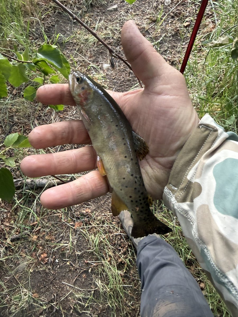 BeauKnows43's tweet photo. Utah Cutt Slam
Yellowstone Cutthroat Trout
Johnson Creek https://t.co/T0gSHJJwFB